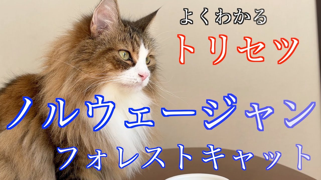 【５分でよくわかる！】ノルウェージャンフォレストキャットの特徴と飼い方の注意点