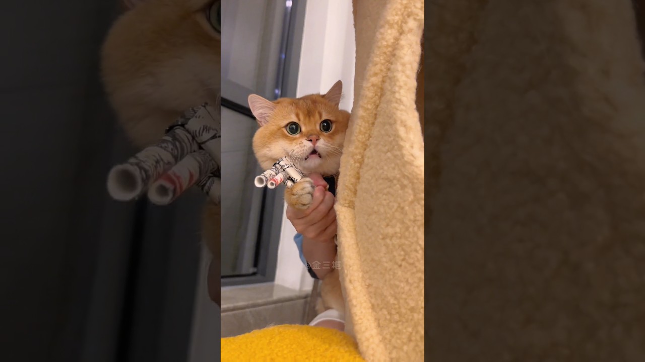 Funniest Brown Cat Funny Moments     #cat #ytshorts #funnycat #animal #viral #youtube #cute