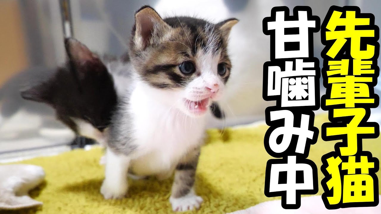 先輩子猫に甘噛みされる子猫【赤ちゃん猫　保護猫】