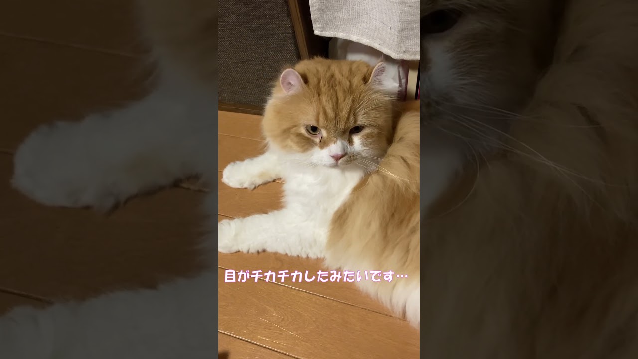 問題です #shorts  #猫 #アメリカンカール #cat