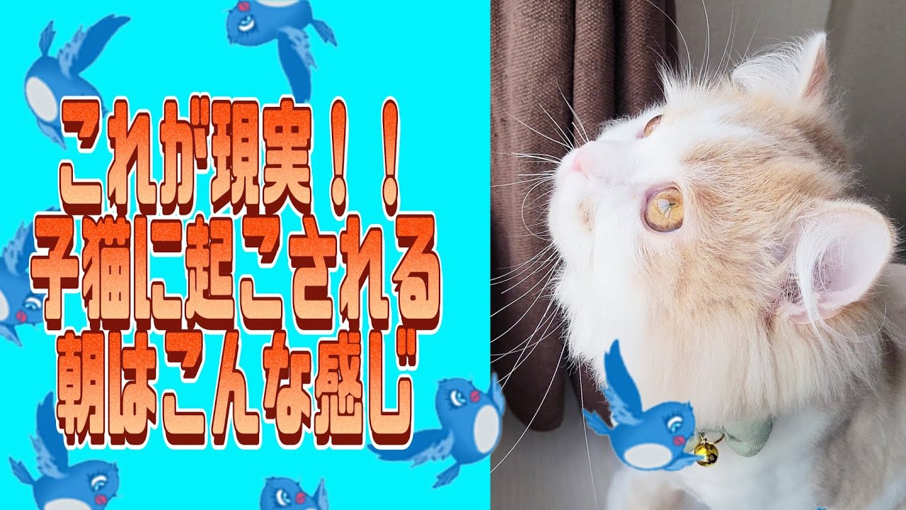 子猫に起こされる朝、これが現実です#ラガマフィン #猫動画 #子猫 #cat #最高