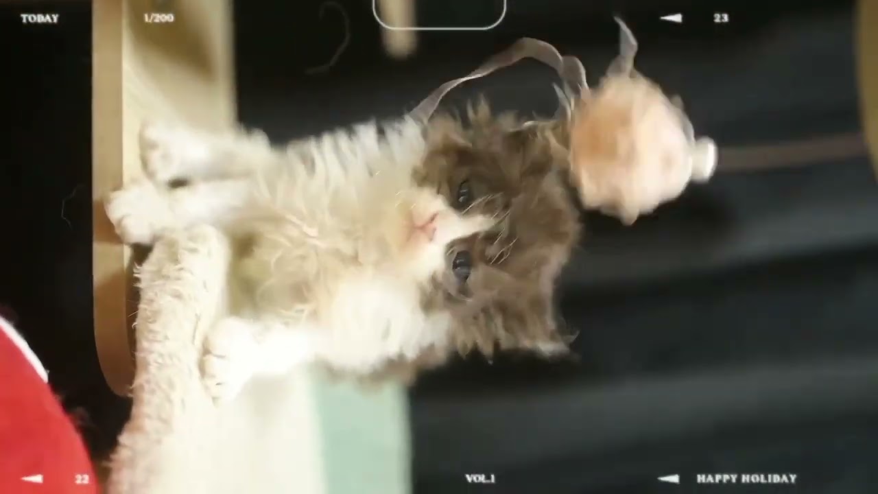 セルカークレックス 雲丹みたい可愛い女💕ブラック&ホワイト長巻毛です