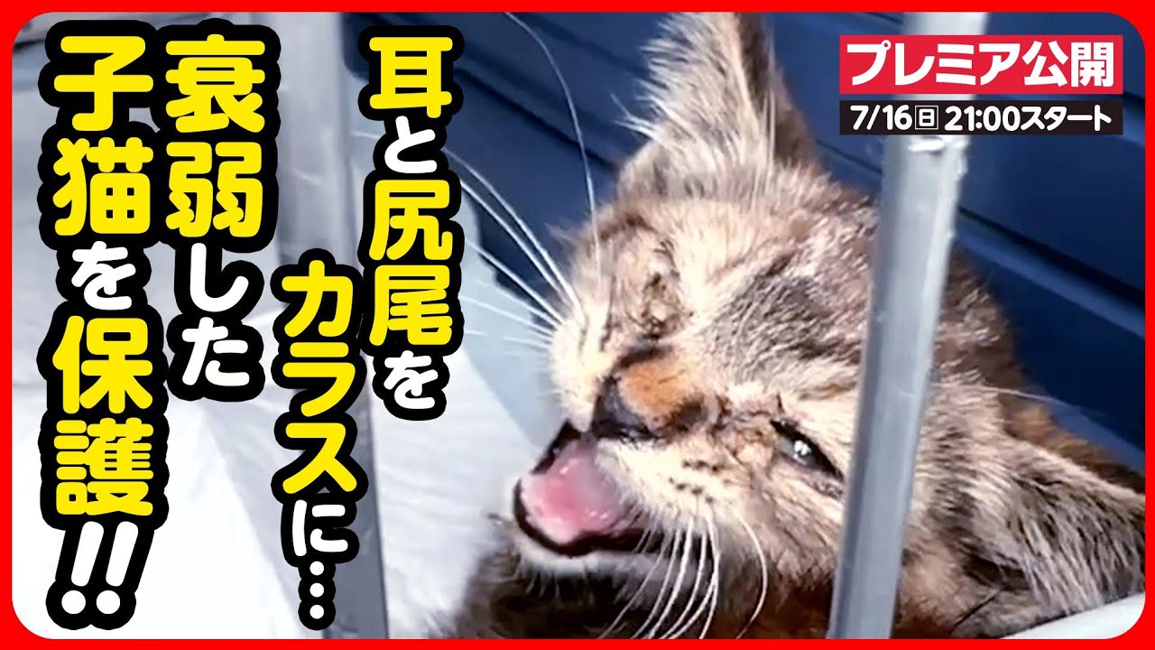 【子猫 保護】尻尾が壊死...？カラスに襲われ、怪我を負って衰弱した子猫を緊急保護しました