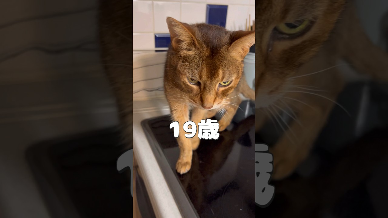 19歳の猫 #shorts #猫動画 #アビシニアン #cat #まな猫