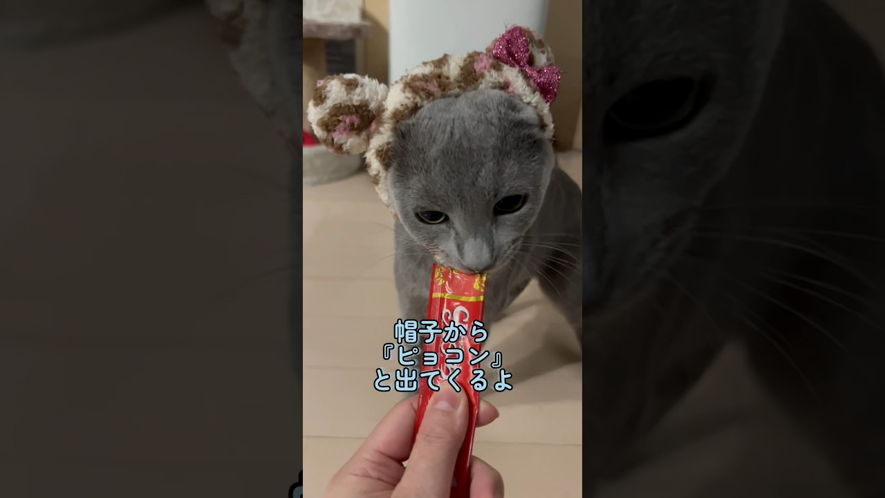 被り物させられ猫#Shorts #ロシアンブルー　#ねこ　#ねこ動画　#cat #猫　#russianblue