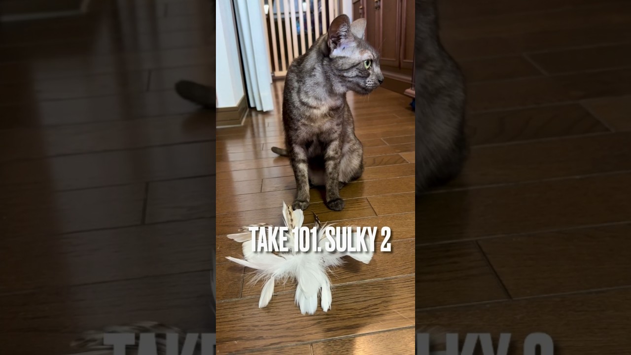 #これじゃない と#不機嫌 な #猫 にゃ😅 #顔に出るタイプ #猫あるある #猫鳴き声 #エジプシャンマウ #playingcat #shorts