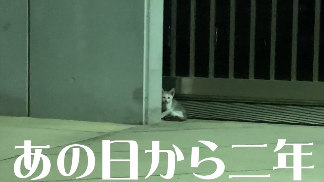 猛暑日にガリガリに痩せ細った子猫を保護〜あれから二年〜