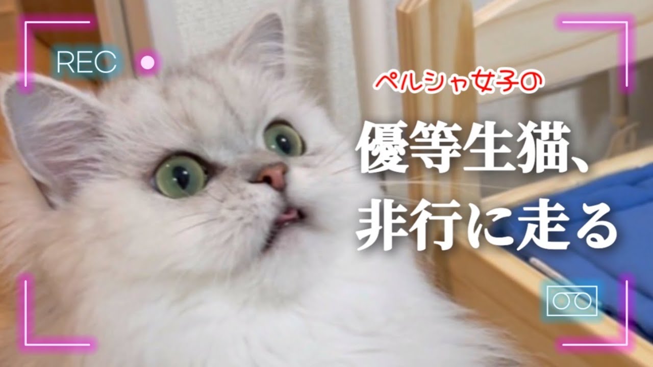 ペルシャ女子の優等生猫、非行に走る【ペットカメラ】