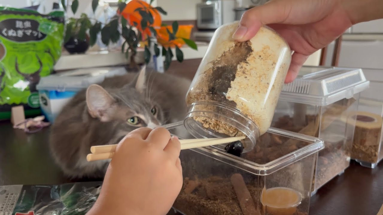 クワガタが出てくるのを待ちきれない猫　ノルウェージャンフォレストキャット　Cat can't wait for the stag beetle to come out