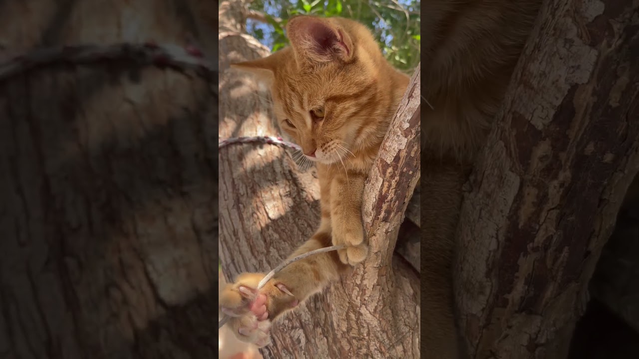 Brown cat sharpe nails #ytshorts #youtube #shorts