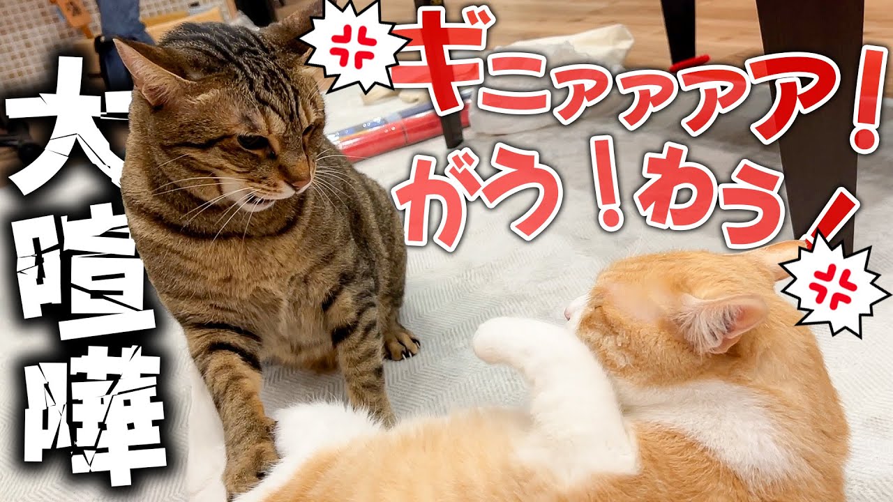 歴代最悪の猫たちの大喧嘩を一瞬で止めてしまう妹猫がすごすぎました…