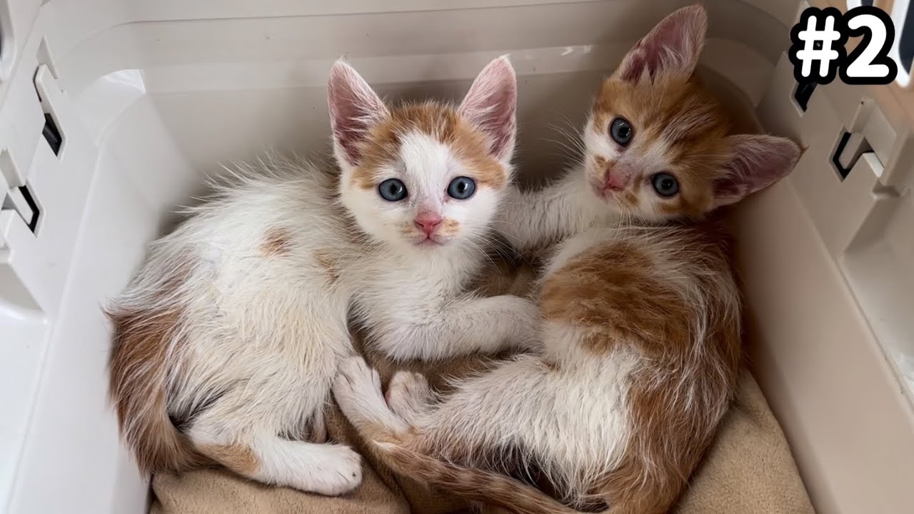 お外で産まれた子猫の検査の結果が出ました。