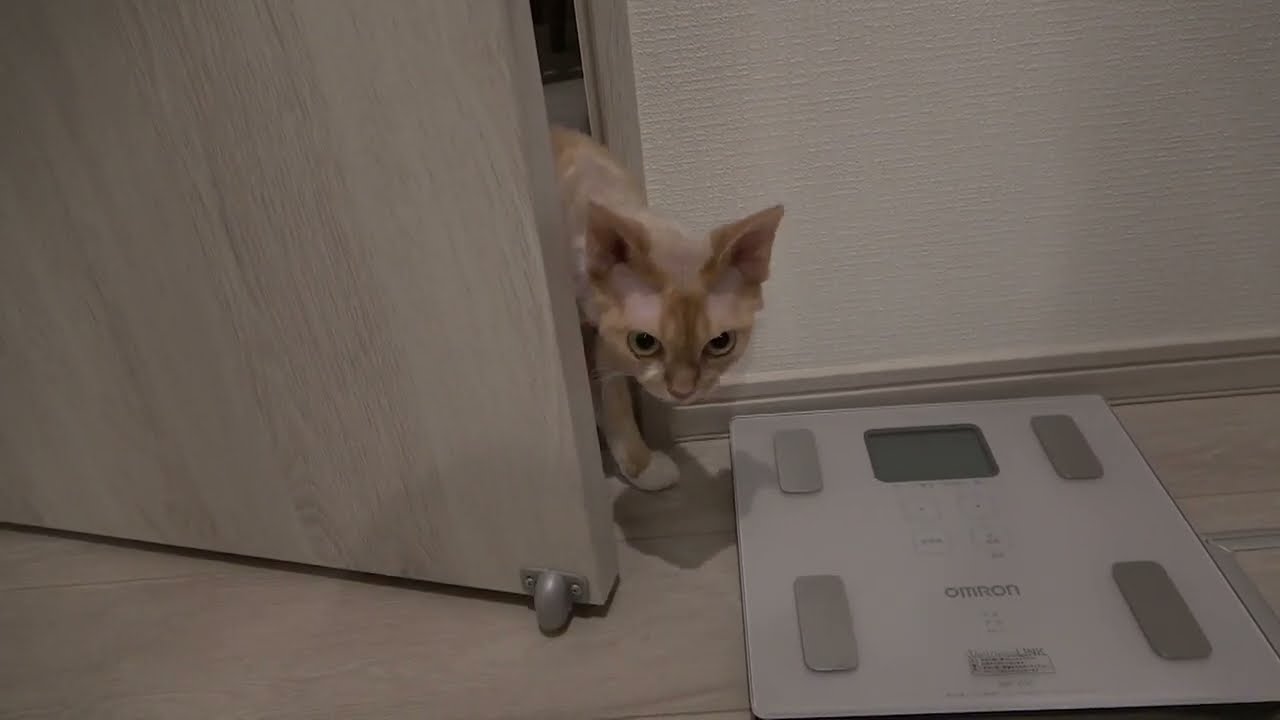 帰宅後に着替えしてたらデボンレックス兄弟がチェックしにきました(Devon Rex brothers came to check what I was doing)