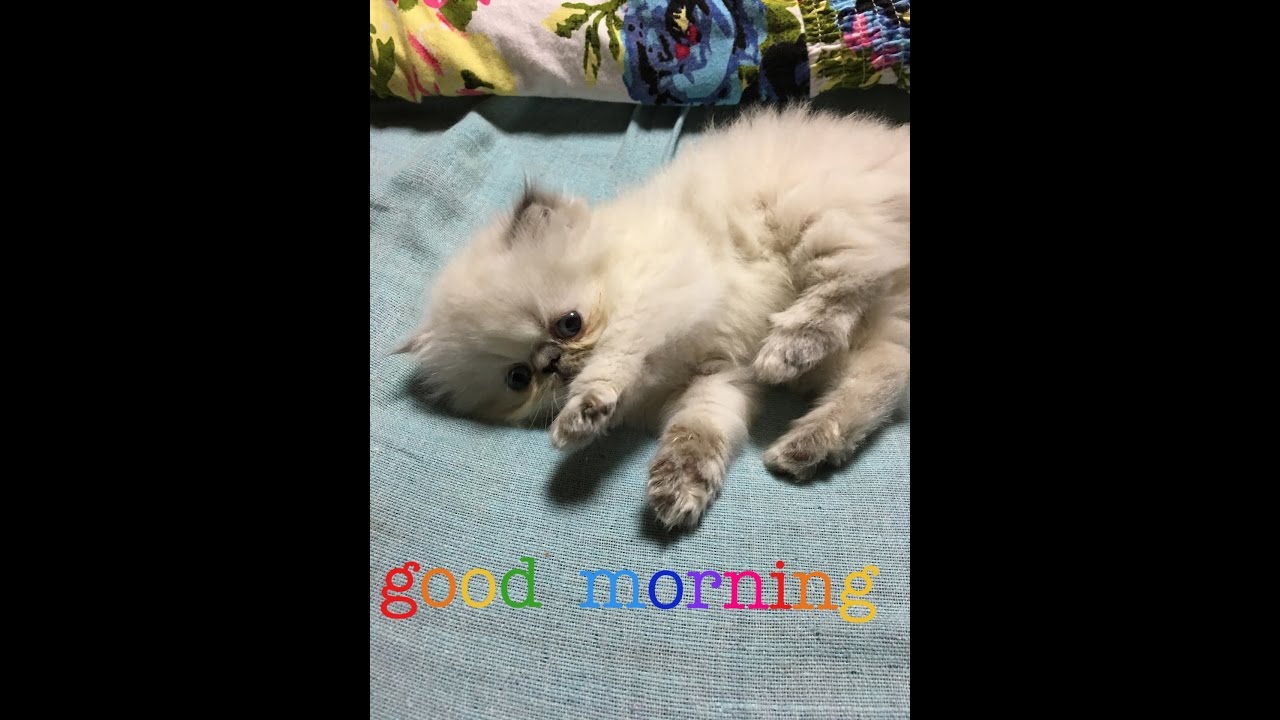 ペルシャ猫の可愛い子猫と田舎暮らし。白いヒマラヤンと