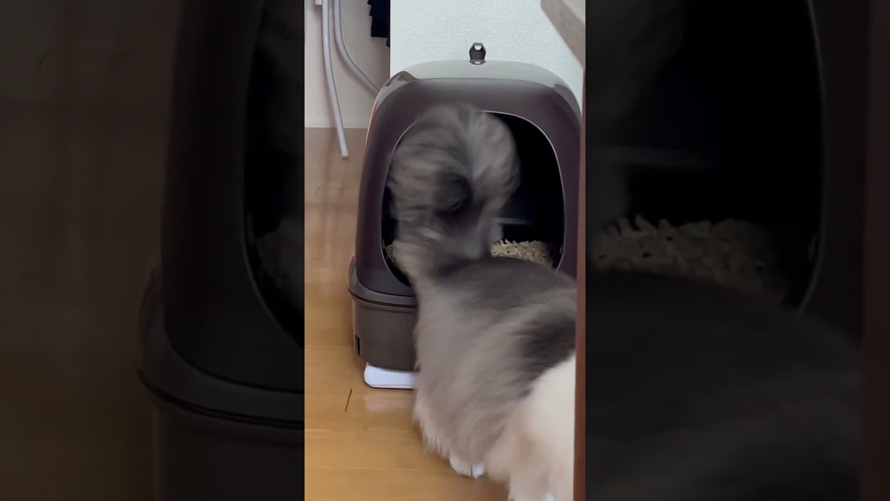 こうして家中に猫砂を落としていきます【メインクーン】#shorts