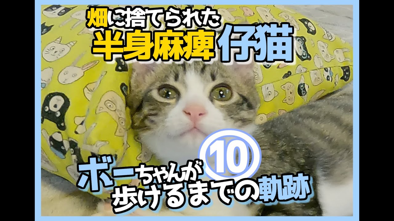 【畑に捨てられた子猫のその後】ボーちゃんが歩けるようになるまでの軌跡１０