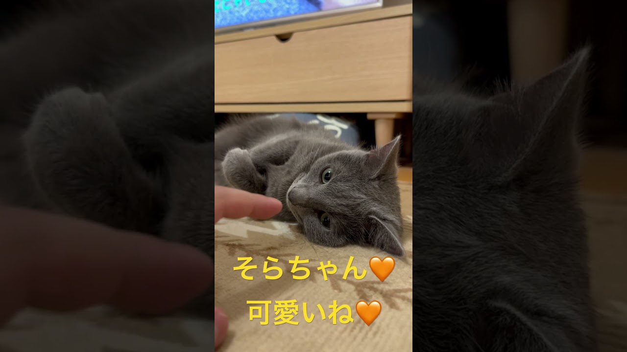 珍しくパパにデレるそらちゃん（ロシアンブルー）#shorts