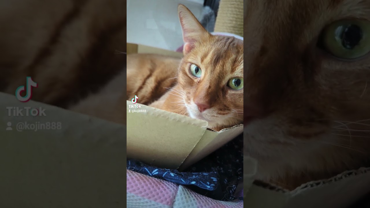 7/9あびにゃんのお昼寝（´・ω・`） #cat #ねこ #猫 #アビシニアン