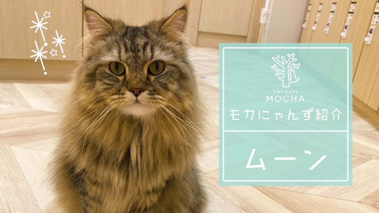 ムーン（セルカークレックス♂）東久留米店
