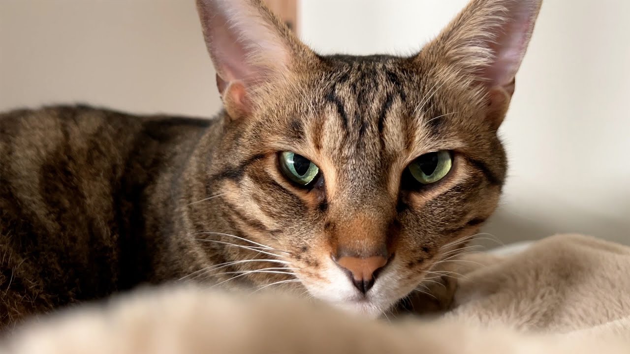 朝起きたら布団が猫のゲロまみれになってたんですけど。