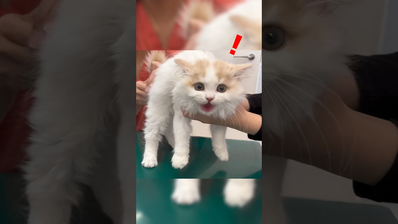 びっくりする猫 体温計編 #猫 #ミヌエット #スコティッシュフォールド #マンチカン #cat #kucing #shorts