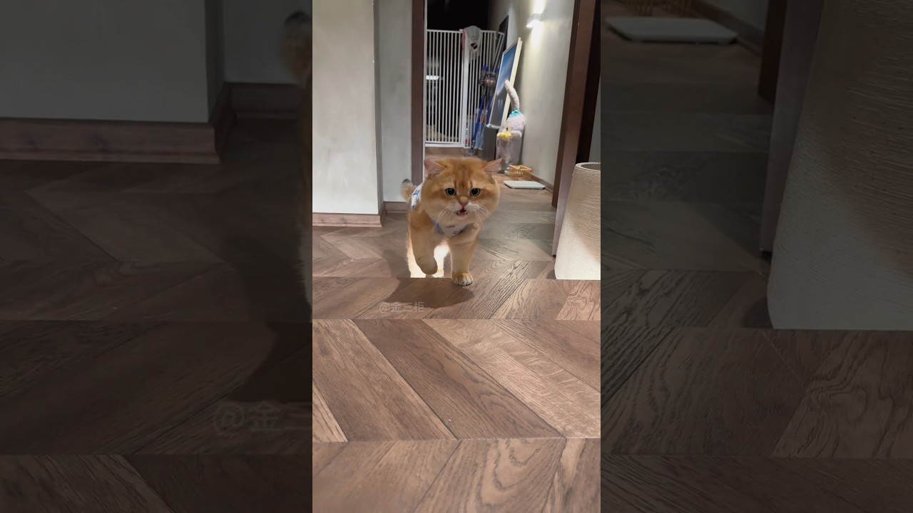 Cuteness overloaded Brown Cat #cat #funnycat #ytshorts #animal #animal #viral #cute #youtube #baby