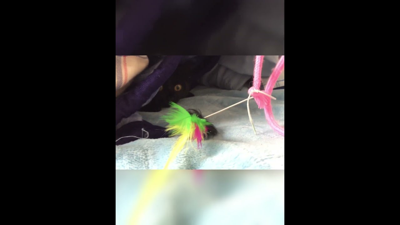 戯れたいけど寒い 【ちー】#日本猫 #黒猫 #cat #shorts