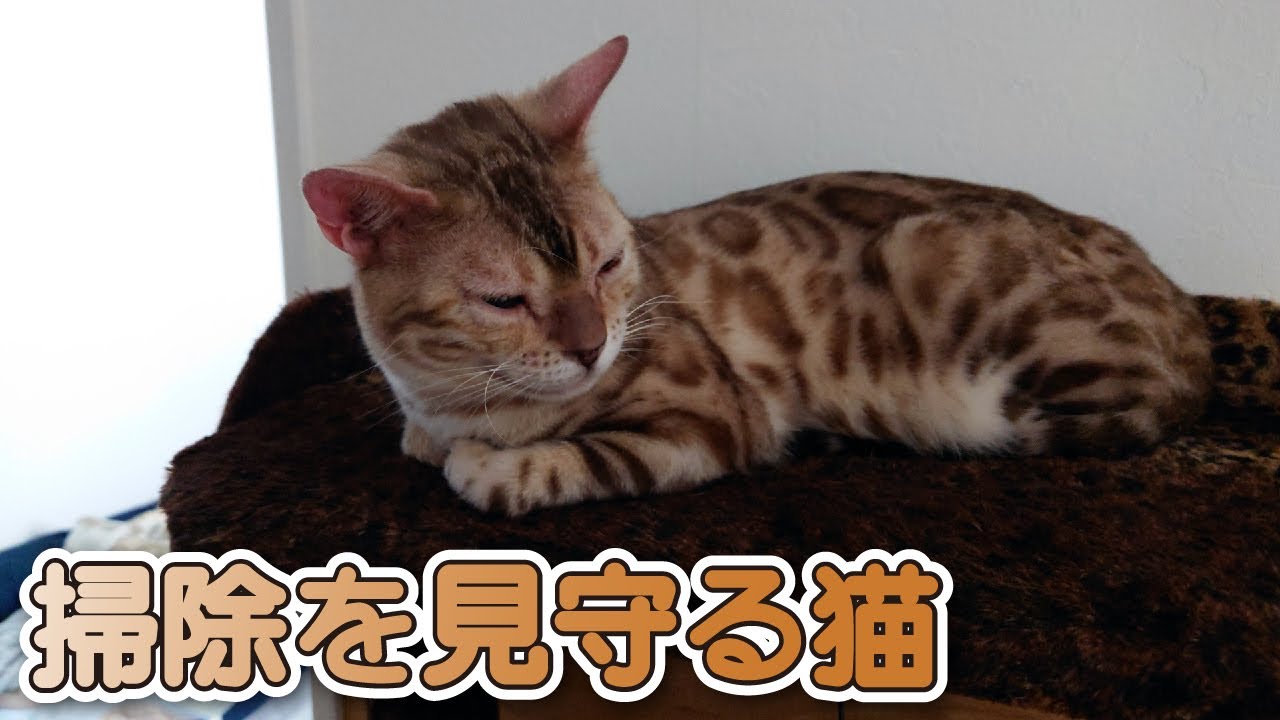 【スノーベンガル猫とトイプードル】愛猫と愛犬が掃除を邪魔しないようにする姿が可愛すぎた