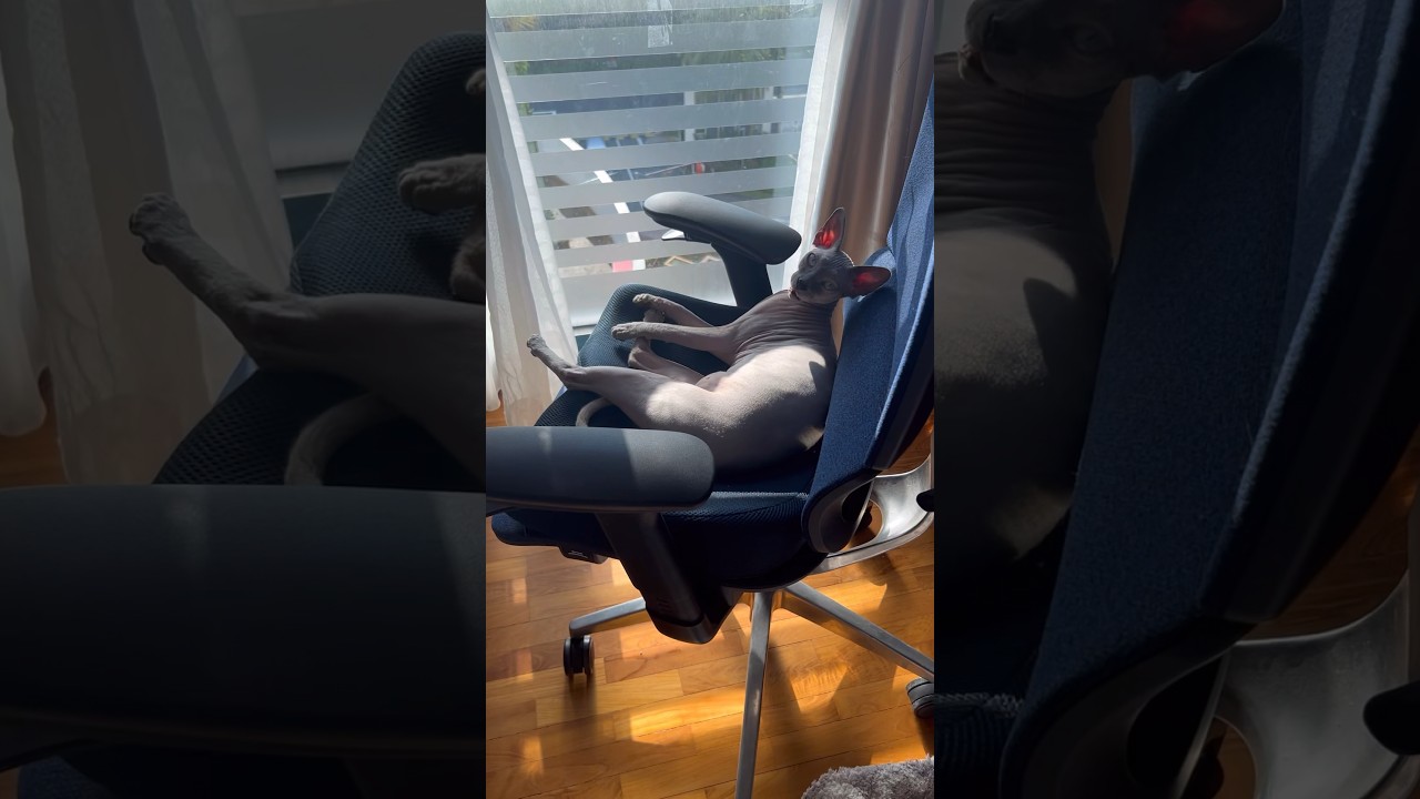 もうすぐ2歳の甘えん坊の毛のない猫【スフィンクス猫】