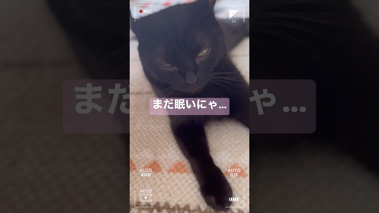 寝起きの猫様が今日も可愛い🐈‍⬛エマ様天使すぎる…#shorts #cat #アメリカンカール #猫 #ねこ #猫のいる暮らし