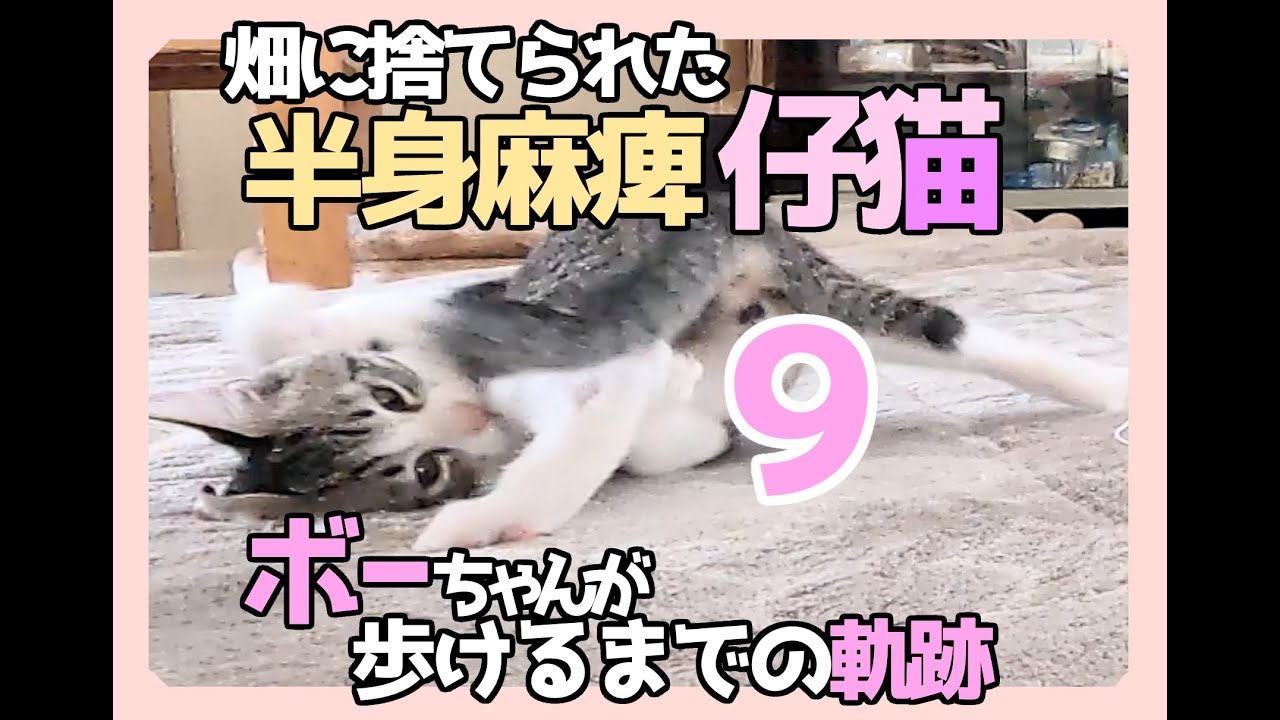 【畑に捨てられた子猫のその後】ボーちゃんが歩けるようになるまでの軌跡９