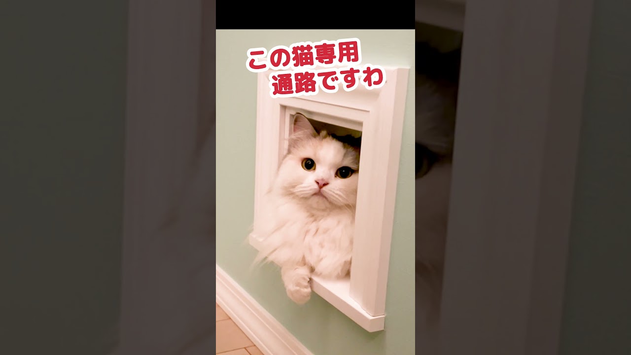 猫と暮らす家のよかったところBEST３発表します #Shorts【関西弁でしゃべる猫】