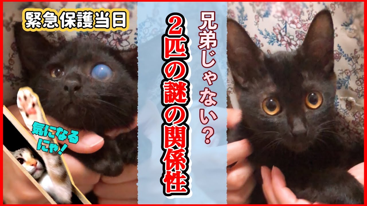 【子猫保護】お墓で保護した２匹の子猫。兄弟じゃなかった！？【保護猫たろうとの出会い#2】