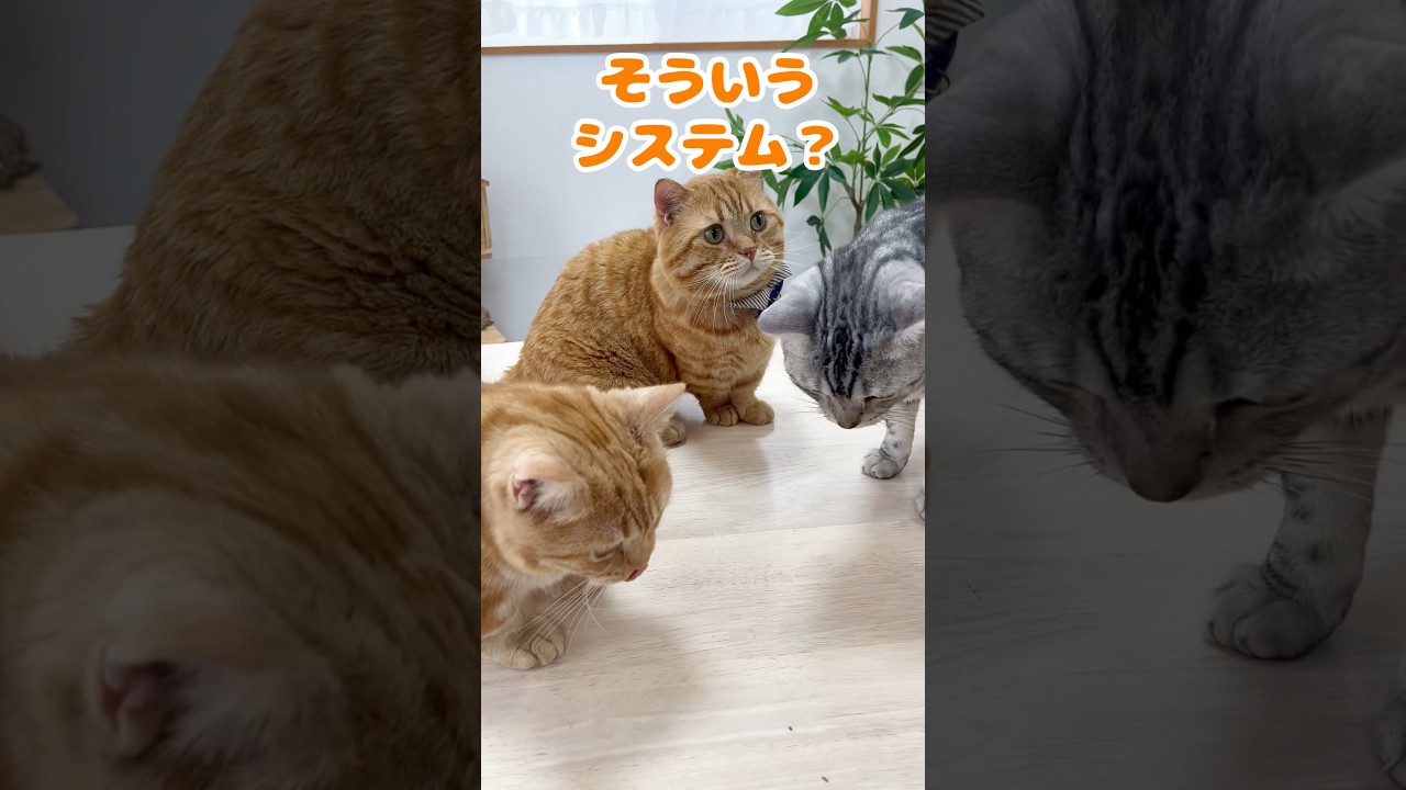 『おやつは右左どっち！？』ごっこをマンチカンの茶々パパにしてみたら期待通りの結果に！ #shorts