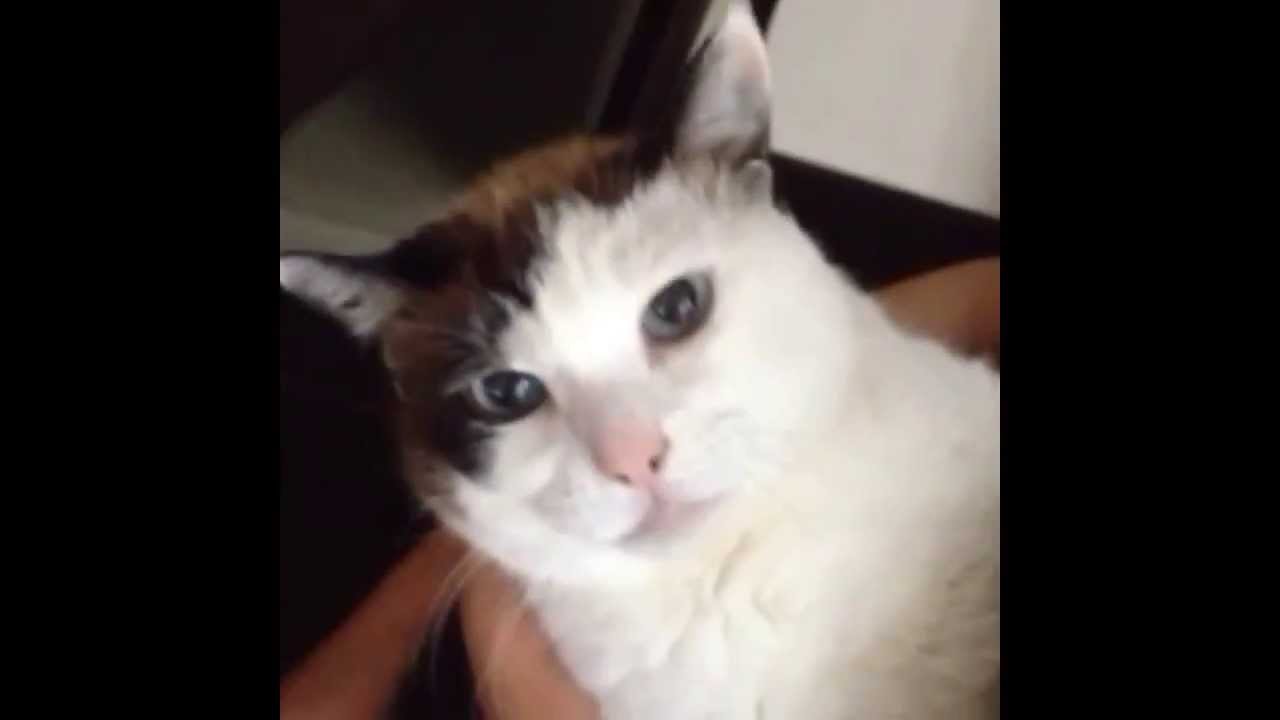 日本猫「ハナ」口パク猫のたまの鳴き声　ちょっとガラガラ声だー　Cute Old cat Hana being comfortable