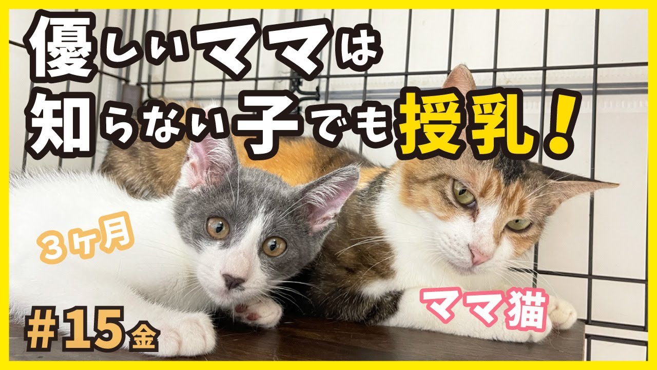 【保護猫】保護した子猫が知らないママ猫のおっぱいに吸いつく姿が可愛すぎます。【バリびび子猫・金15】/ timid kitten grows cute
