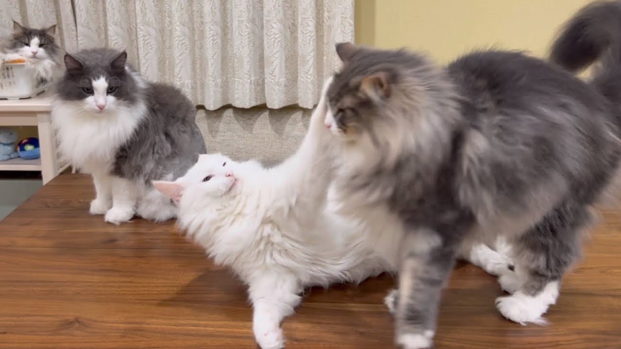 【元気😆】お兄ちゃんたちに怒られる、ノルウェージャンフォレストキャットww