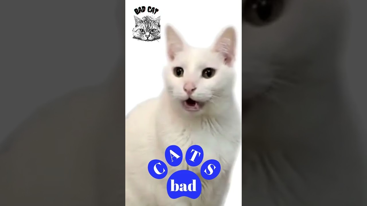 La lalala lalalala (havana parody) bad cats #shorts