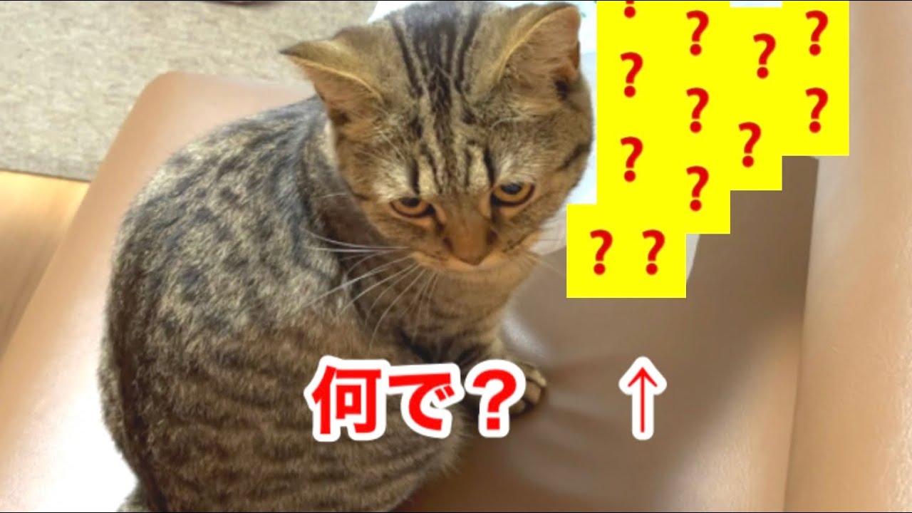何でそうなるの？って猫がこちらです♪