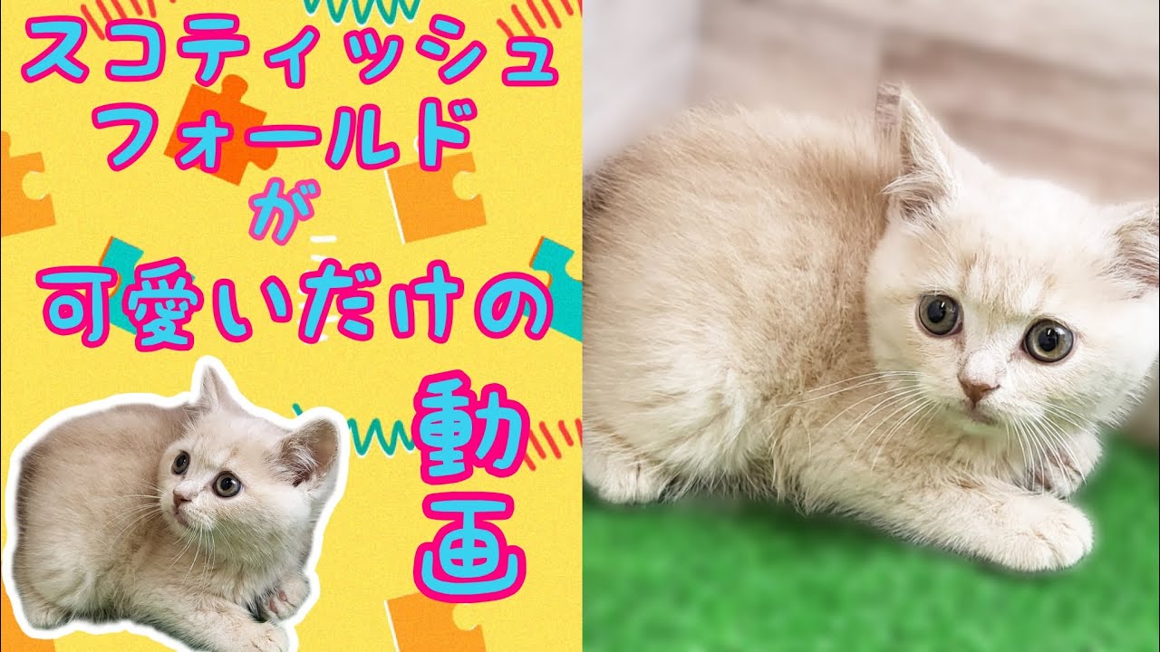 スコティッシュフォールド・子猫【川崎小田栄店】