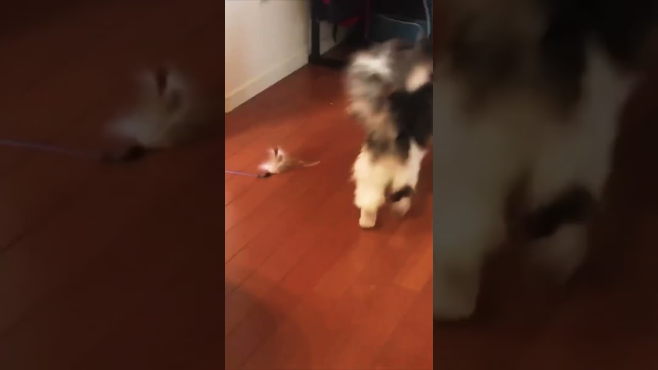 ままが帰宅した瞬間のリキ #ノルウェージャンフォレストキャット #猫のいる暮らし