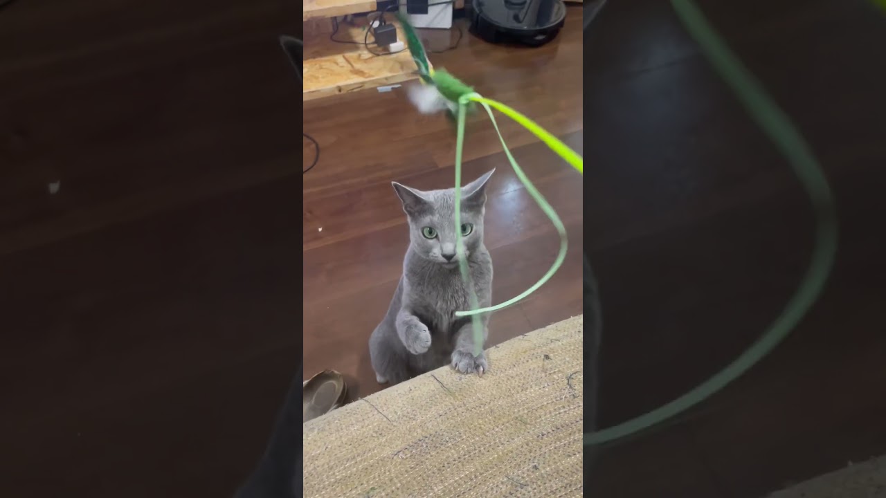 一生懸命に引っ張る姿が可愛いすぎるロシアンブルーのソニーちゃん❤️🐈‍⬛