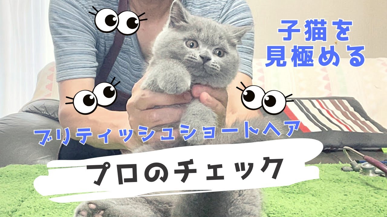 【ブリティッシュショートヘア子猫】アールくんをじろじろチェックしてみました