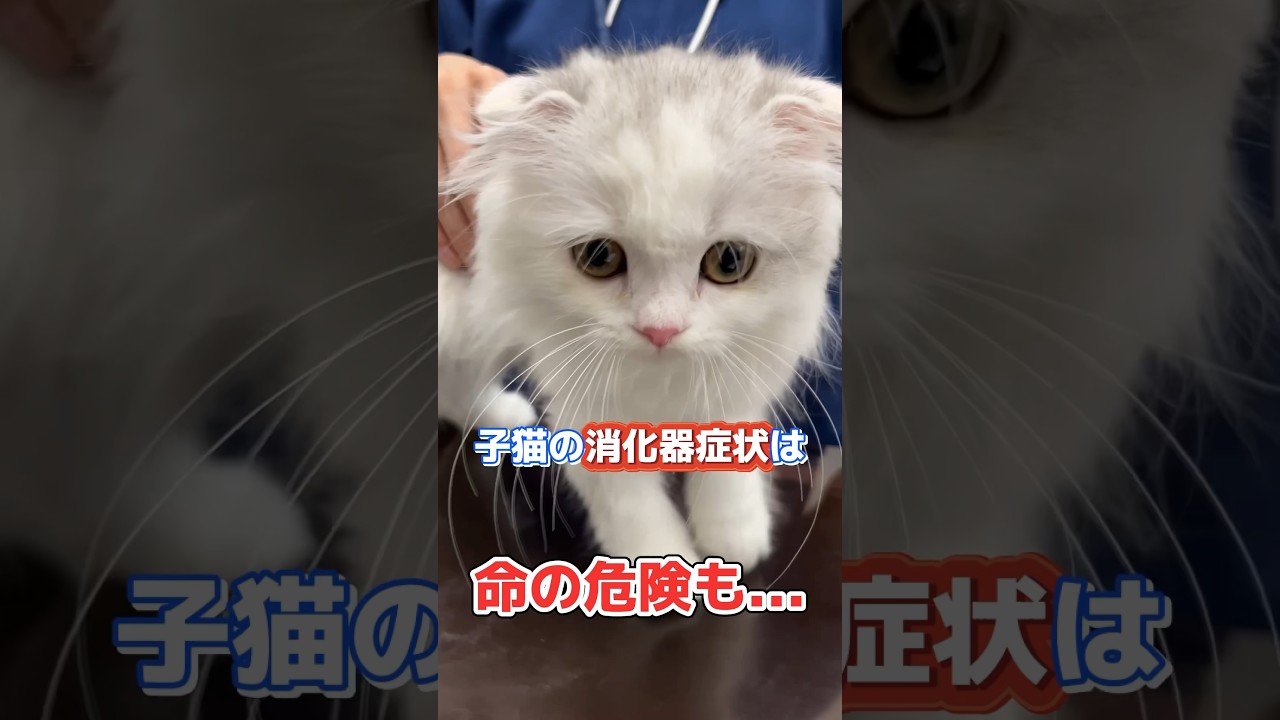 下痢と嘔吐をする2ヶ月のスコティッシュフォールドが救急病院にやって来た！