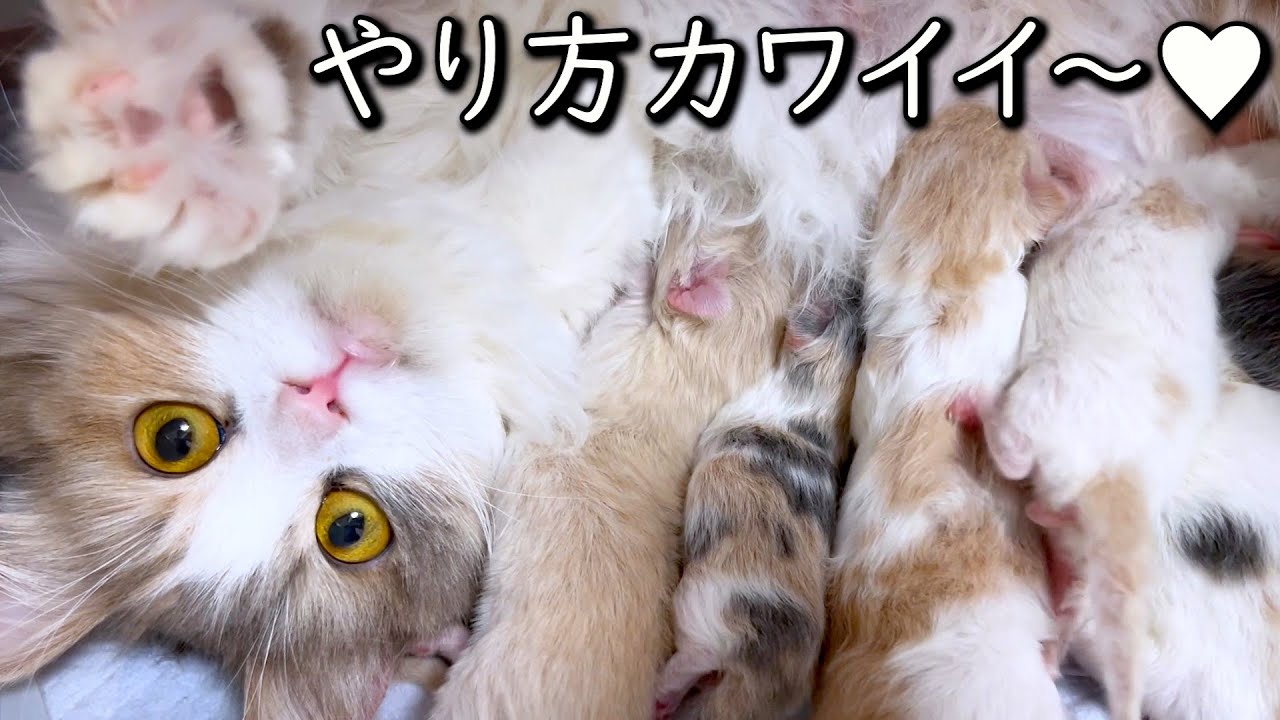 【マンチカンの子猫】オッパイのあげ方が可愛いママ猫の件 ∼猫のいる生活Vol.758~ 出産動画 マンチカン短足・ミヌエット・ペルシャ猫専門ブリーダー『ペット蔵人』【子猫の成長記録】