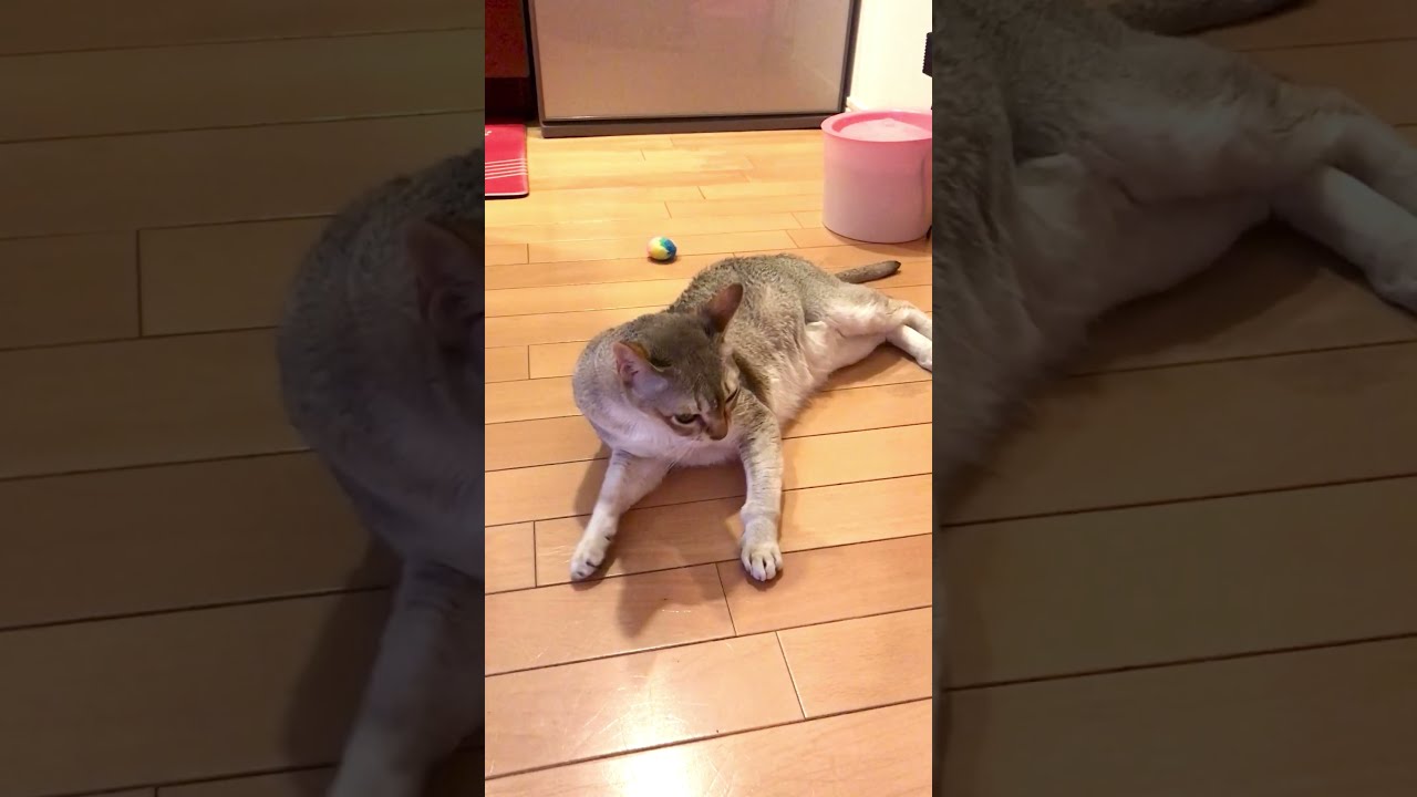 お爪のお手入れが激しすぎるシンガプーラなのにゃ♪