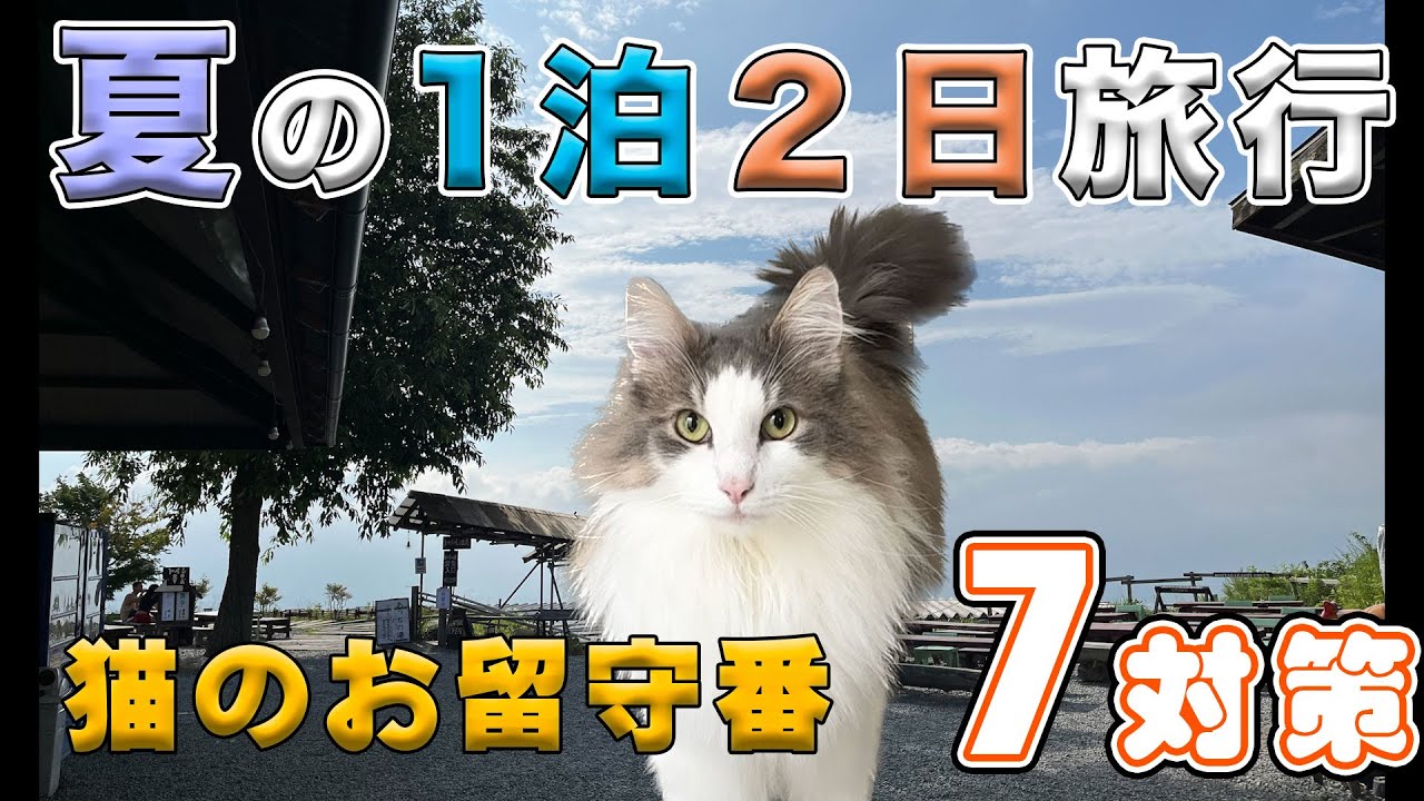 【猫のお留守番】夏の1泊2日旅行でも安心！！『猫のお留守番７対策』【ノルウェージャンフォレストキャット】