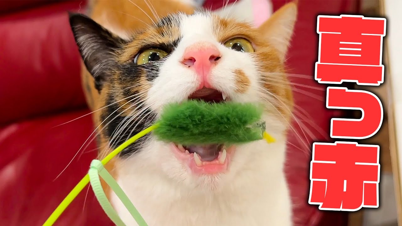 真っ白な猫の鼻が真っ赤っかに変化する瞬間がこちらです。