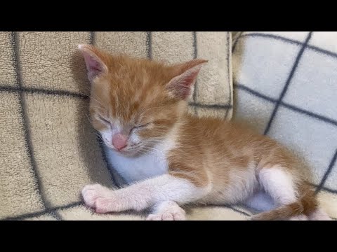 子猫の紹介ライブ　茶シロのごろ太君と黒猫のまるちゃん。【赤ちゃん猫　保護猫】