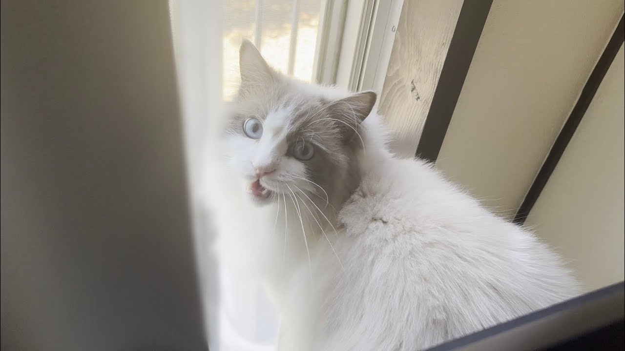 生まれて初めて猫同士の喧嘩を目の当たりにしてラグドール猫がとんでもないことになりました。
